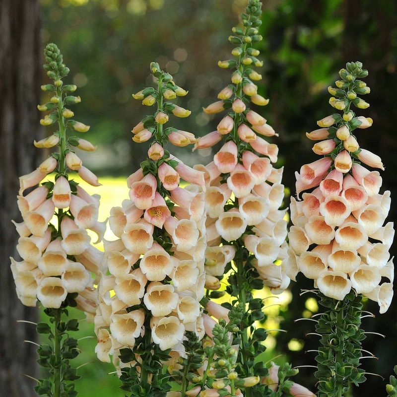 Foxglove