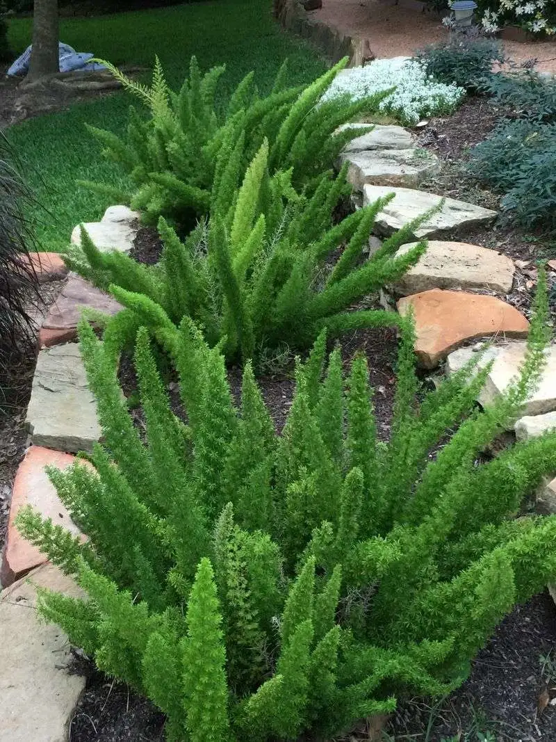 Foxtail Fern