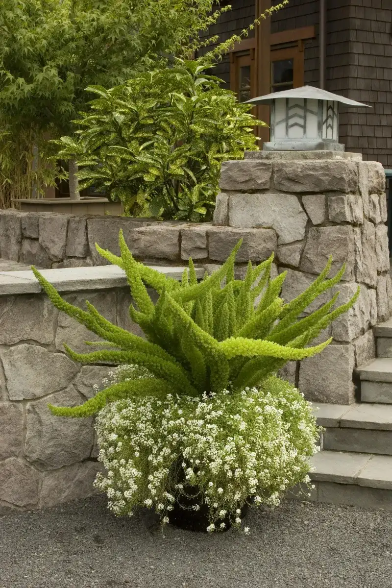 Foxtail Fern