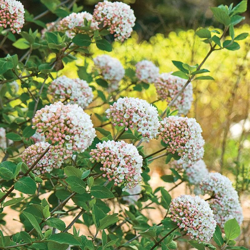 Fragrant Gardens