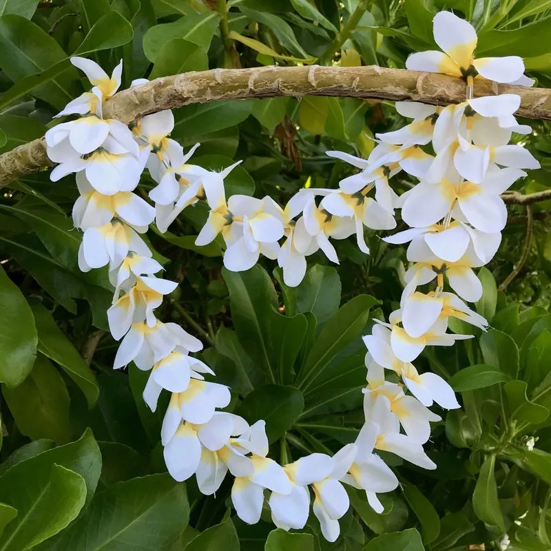 Frangipani Garlands in Hawaii