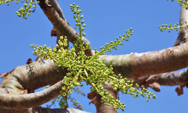 Frankincense