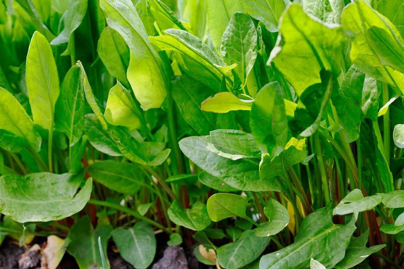 French Sorrel