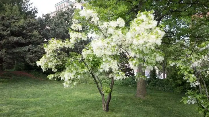 20 Best Fast-Growing Flowering Trees For Beauty, Shade, And Privacy
