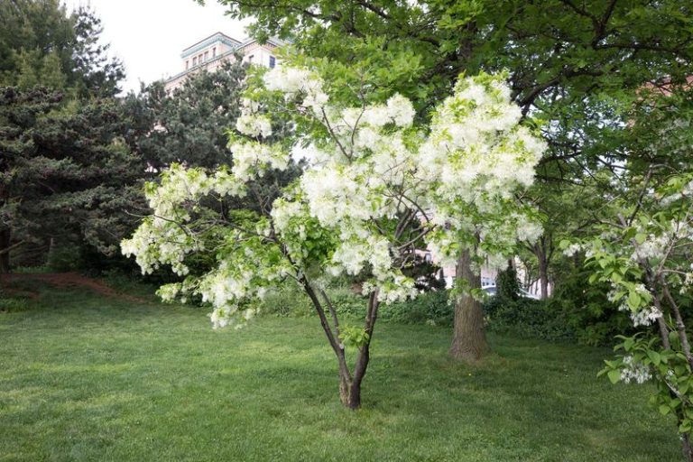 20 Best Fast-Growing Flowering Trees For Beauty, Shade, And Privacy