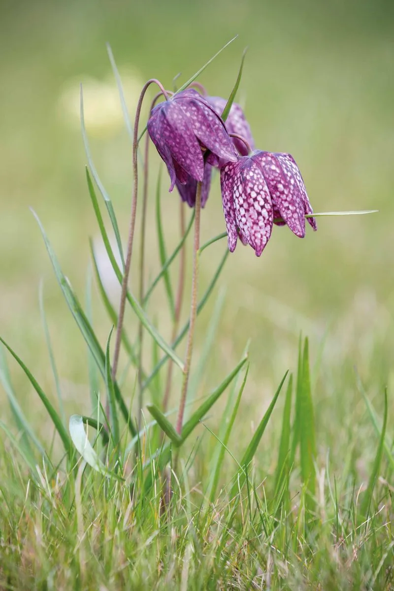Fritillaria