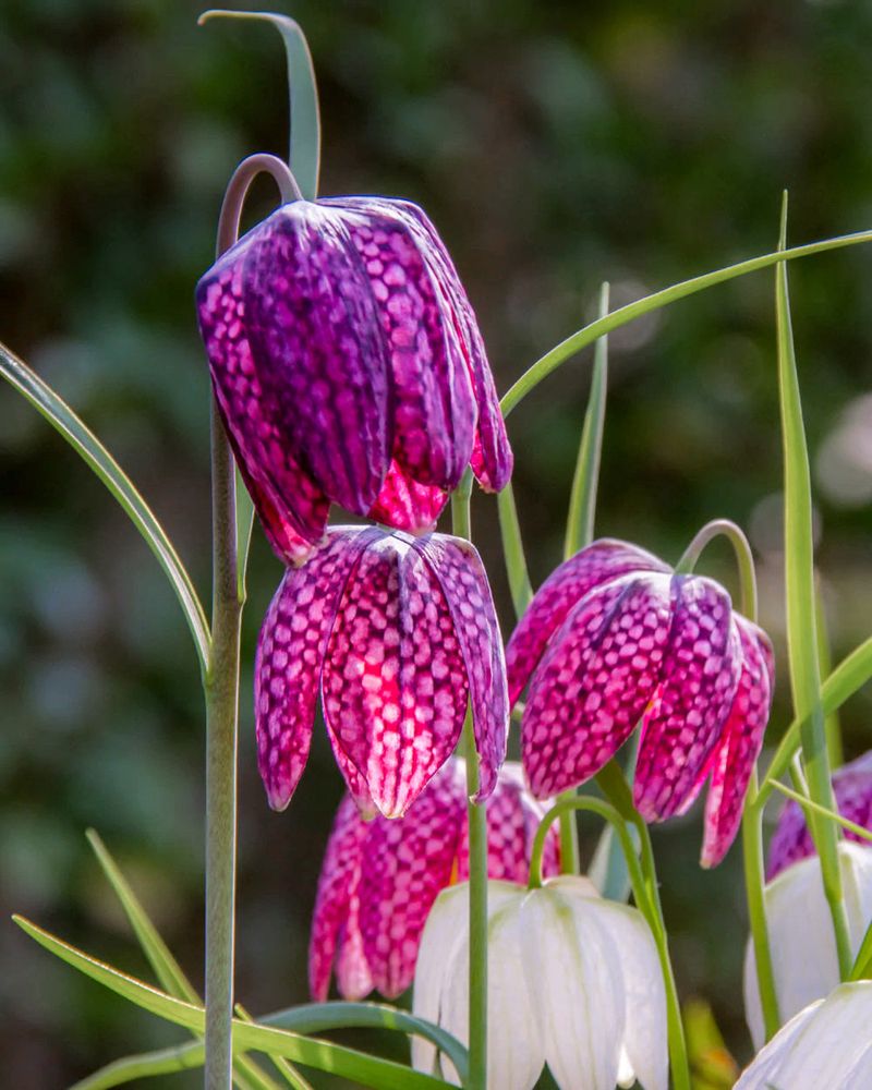 Fritillaria Meleagris