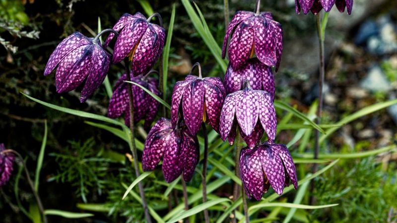 Fritillaria