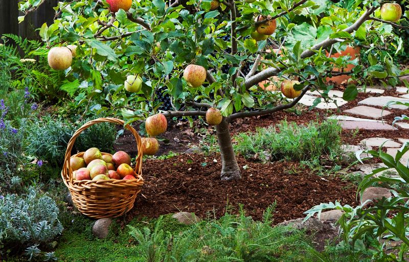 Fruit Trees