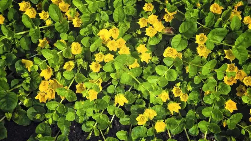 Fruiting Creeping Jenny (Lysimachia nummularia)