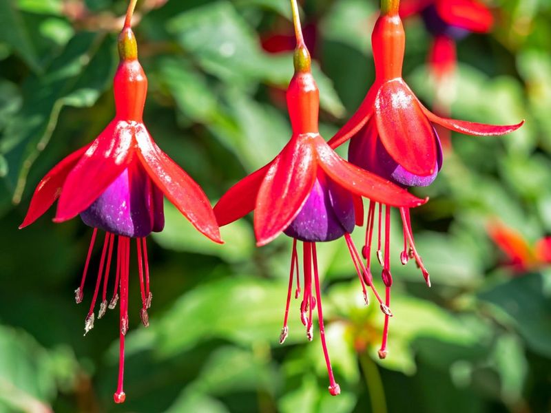 Fuchsia