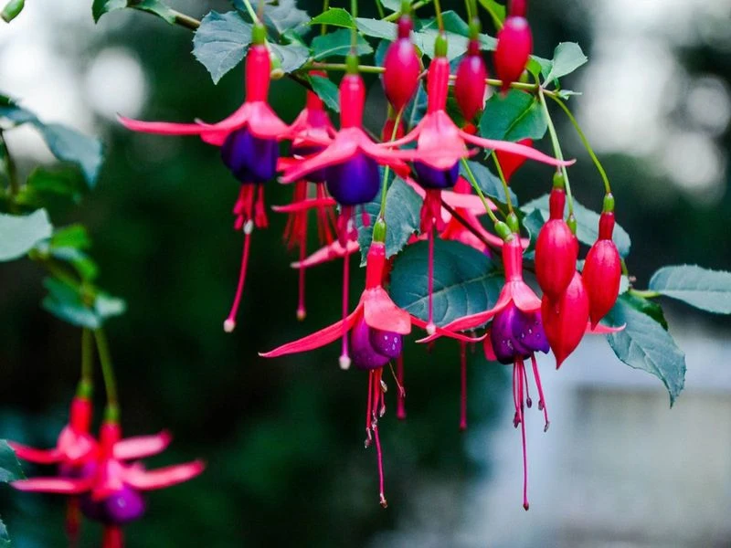 Fuchsia 'Alice Hoffman'