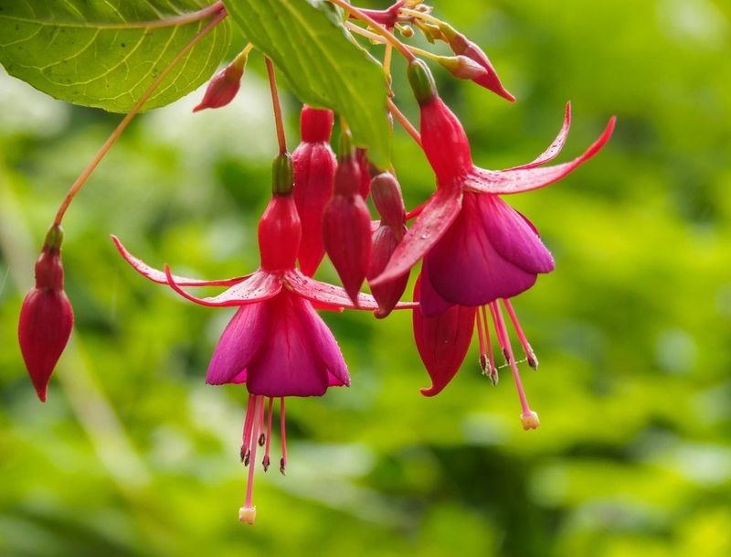 Fuchsias