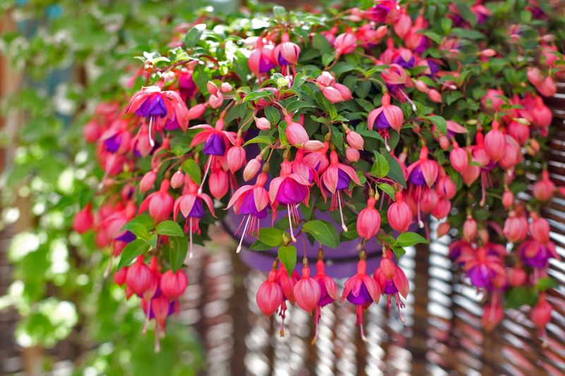 Fuchsias