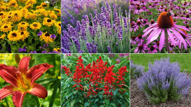 22 Full Sun Perennials That Come Back Bigger and Better Every Year