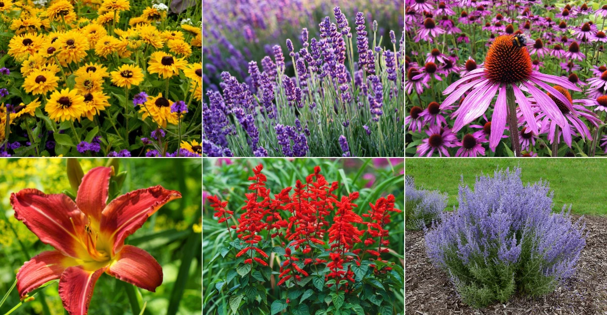 22 Full Sun Perennials That Come Back Bigger and Better Every Year