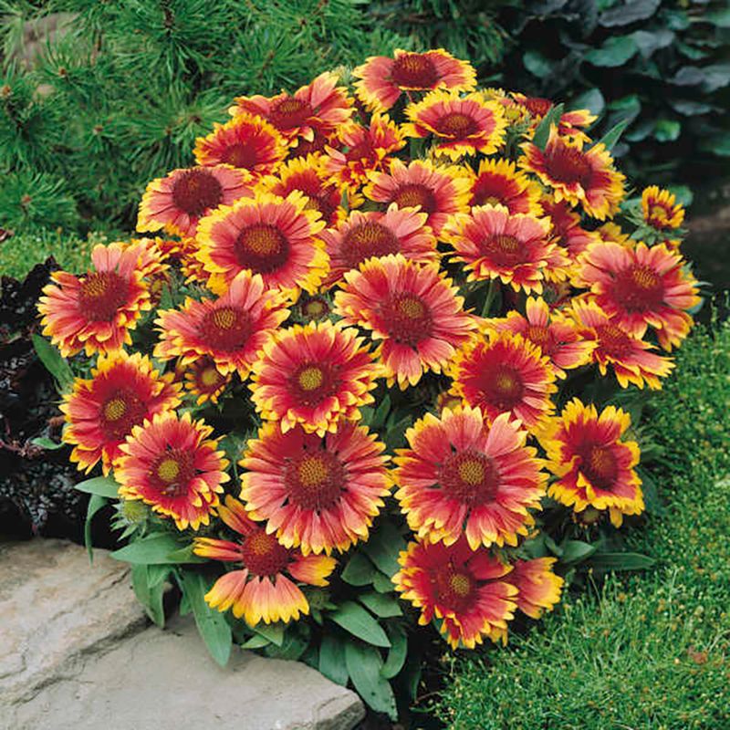 Gaillardia