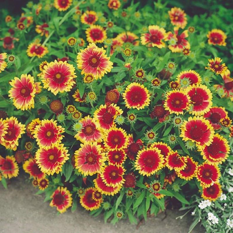 Gaillardia