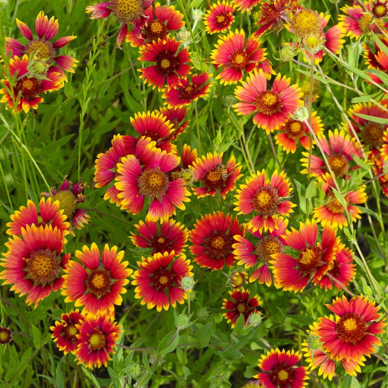 Gaillardia