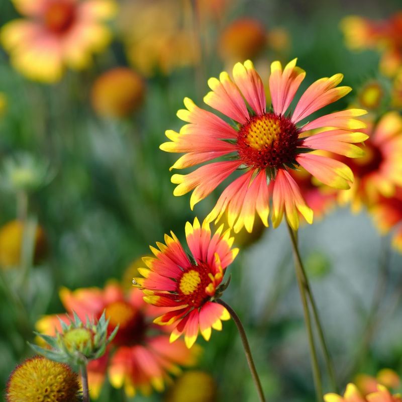 Gaillardia