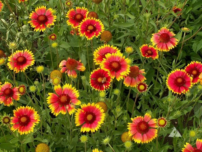 Gaillardia