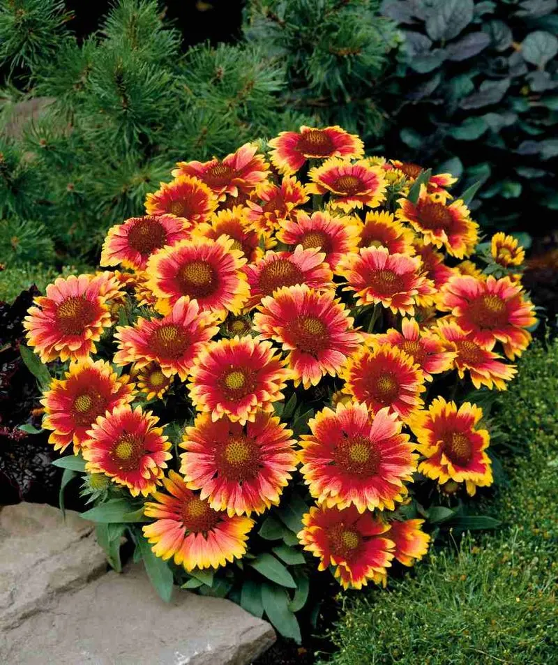 Gaillardia