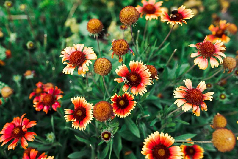 Gaillardia (Blanket Flower)