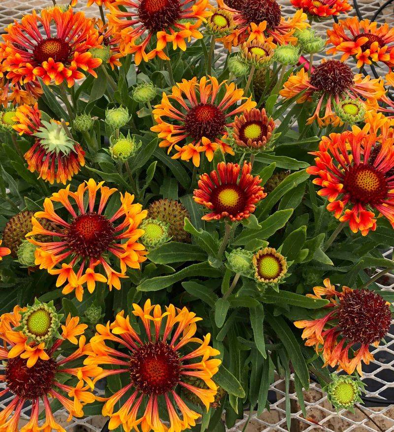 Gaillardia Glow