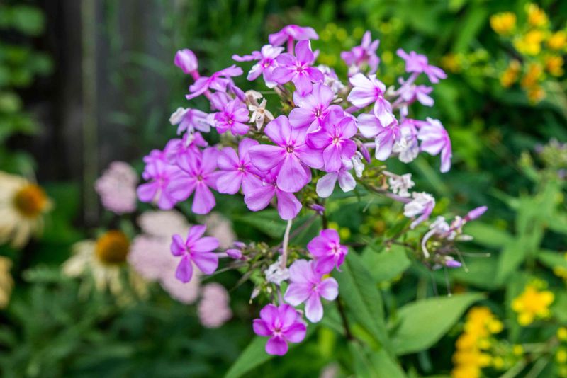 Garden Phlox