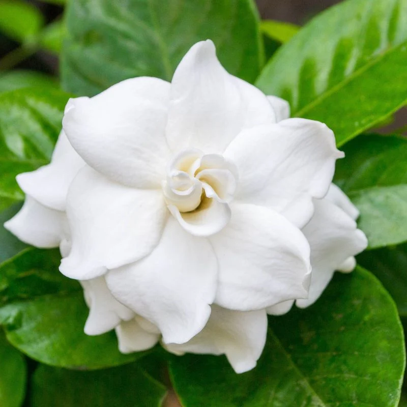 Gardenia