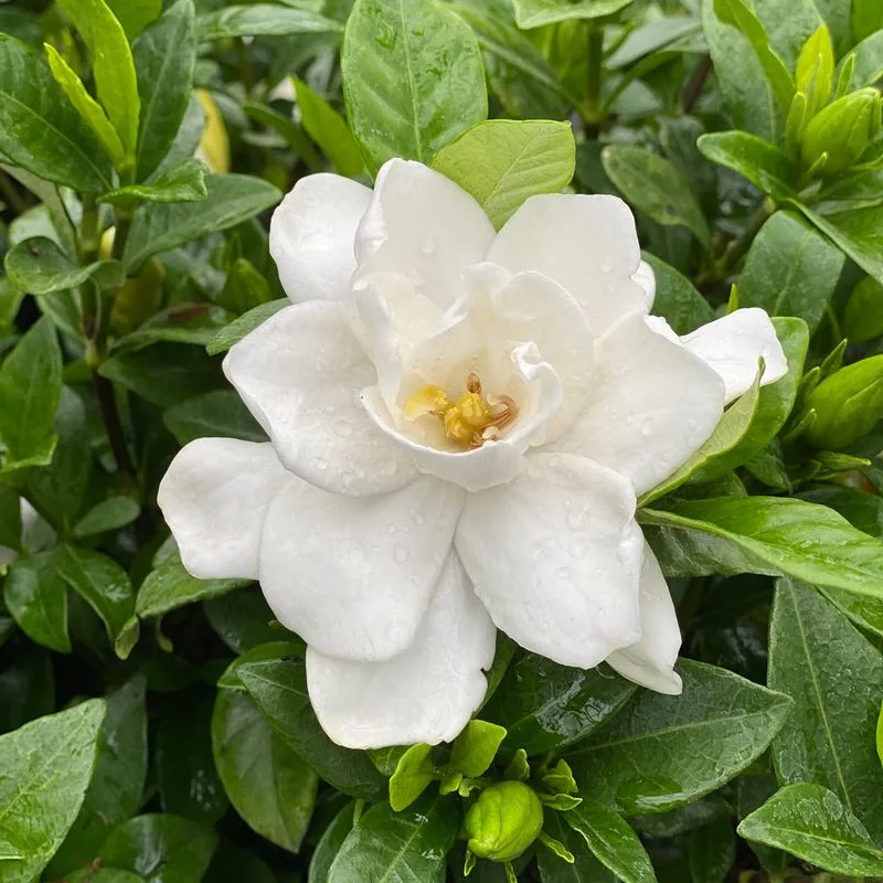 Gardenias