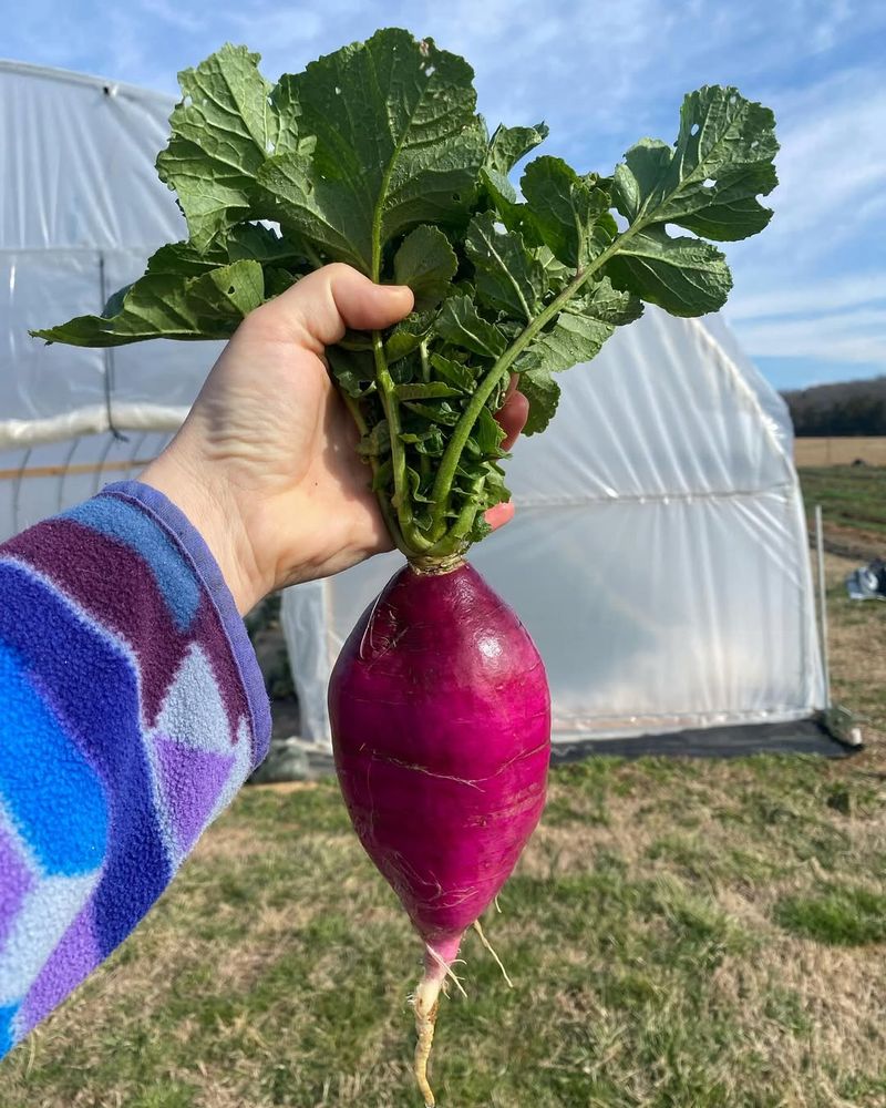 Gargantuan Radish