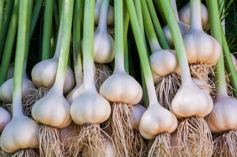 Garlic