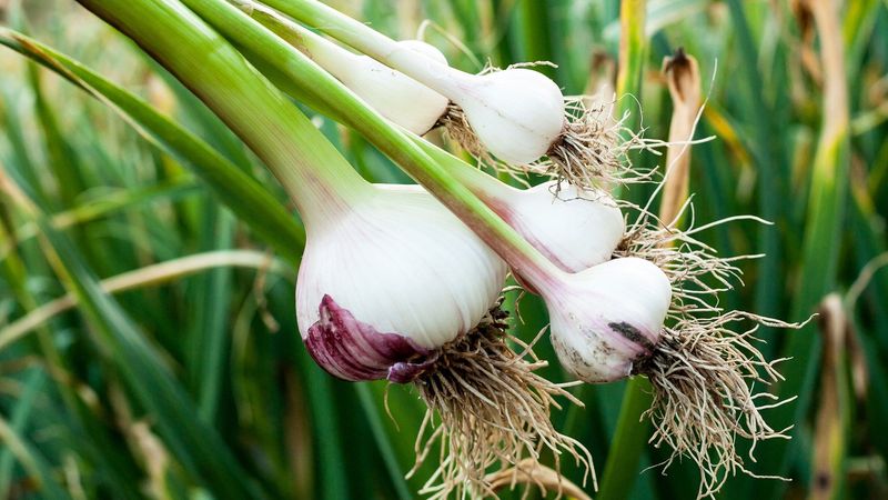 Garlic