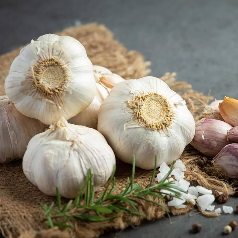 Garlic