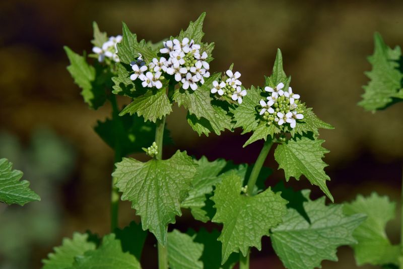 Garlic Mustard