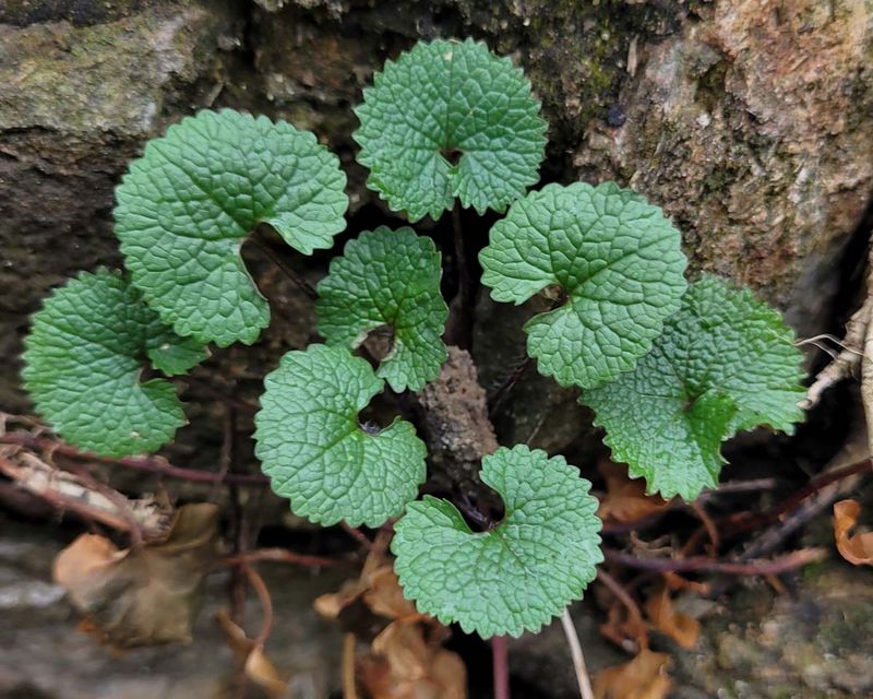 Garlic Mustard