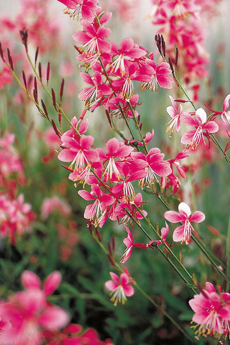 Gaura