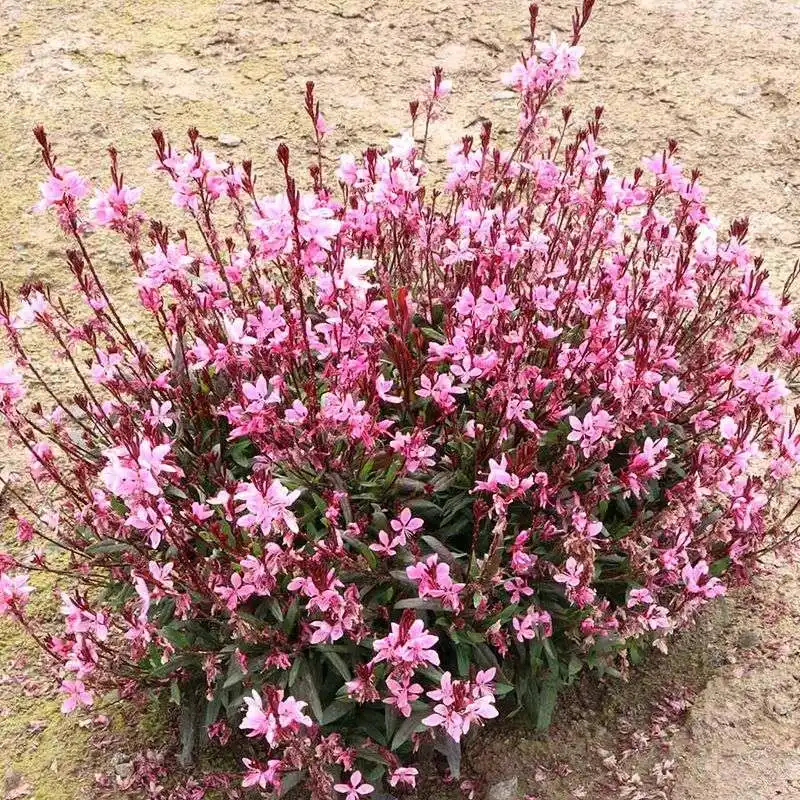 Gaura