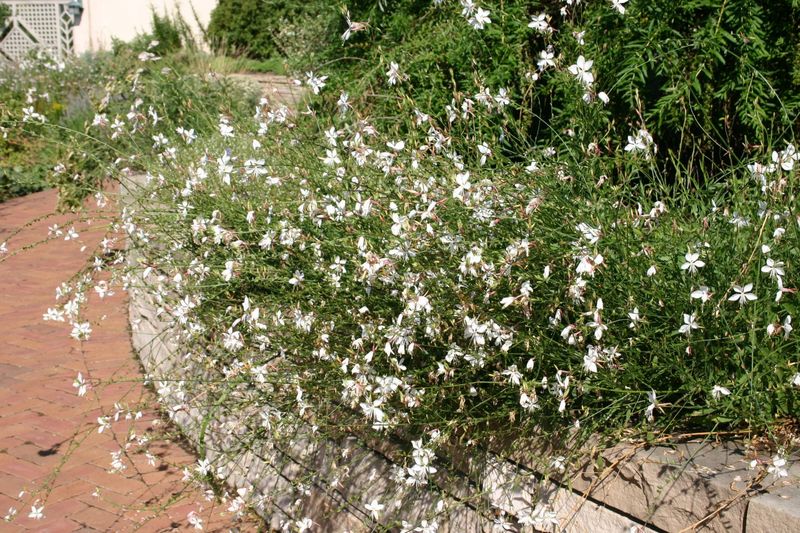 Gaura (Whirling Butterflies)