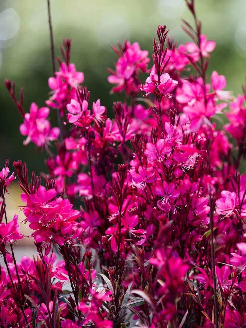 Gaura