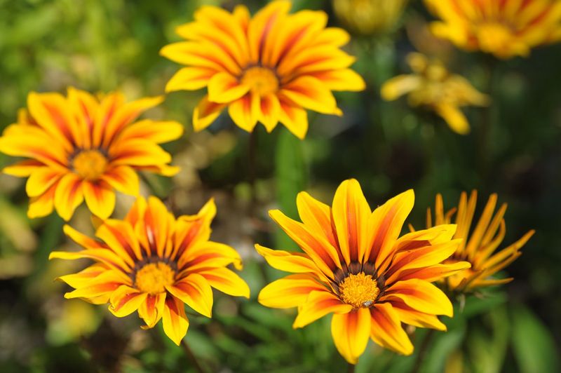 Gazania