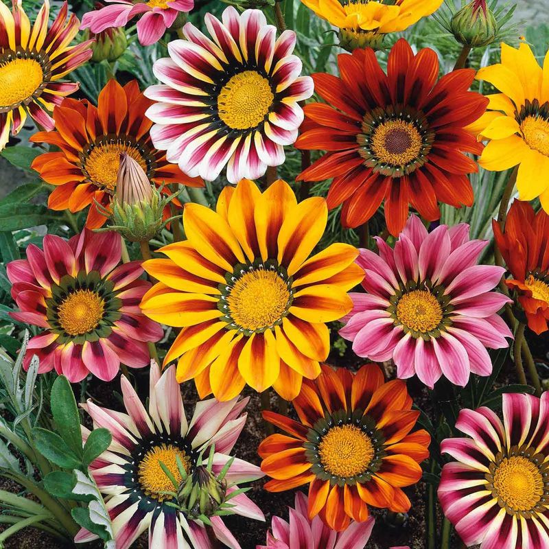 Gazania