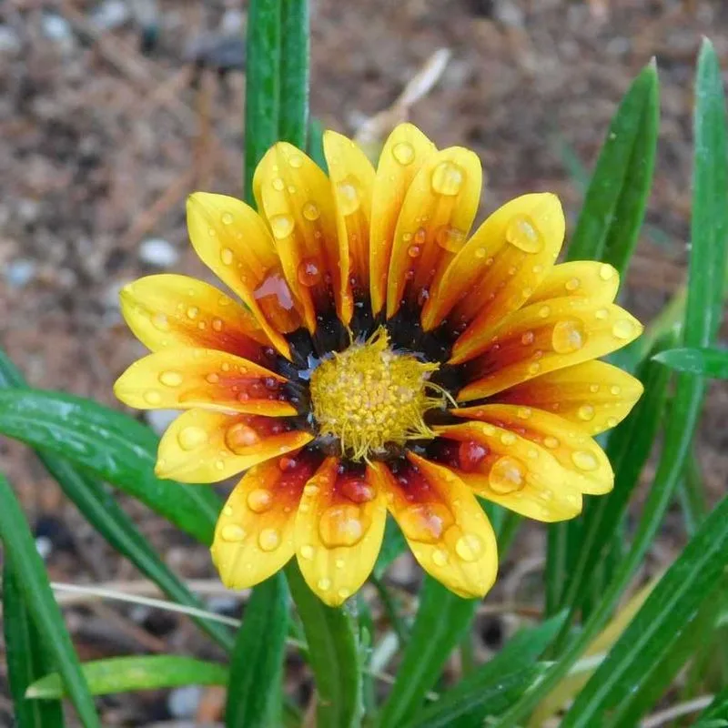 Gazania