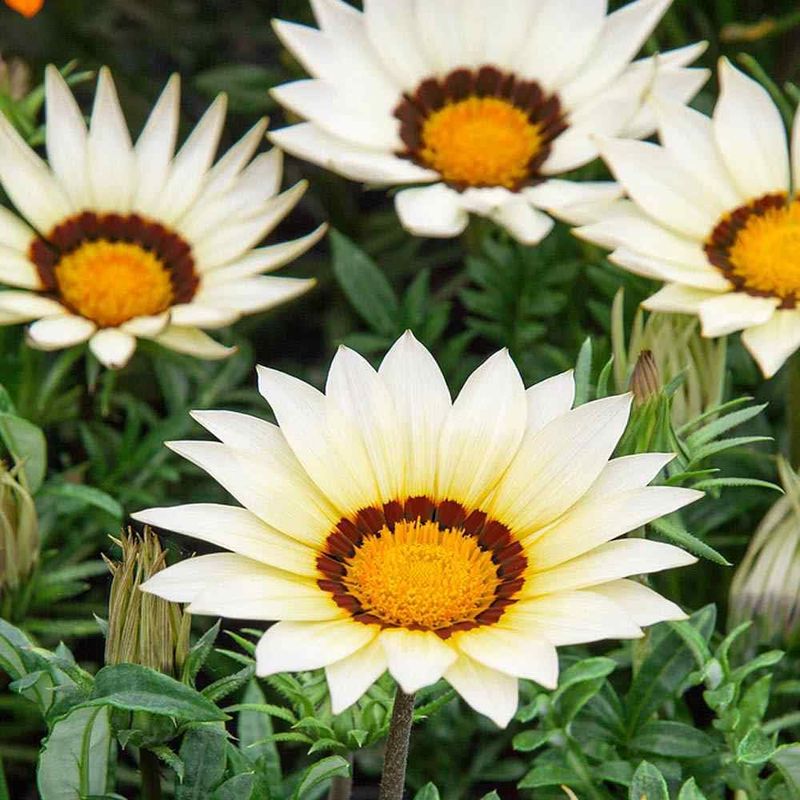 Gazania