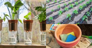 Genius Ways to Water Your Plants While You're on Vacation