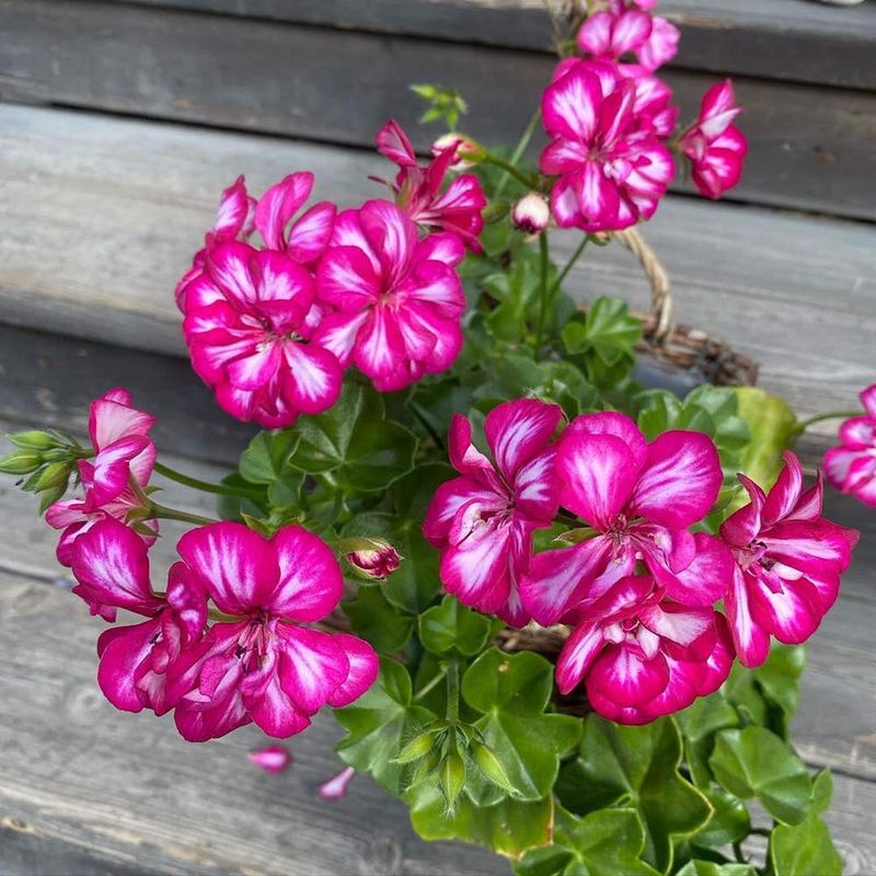 Geranium