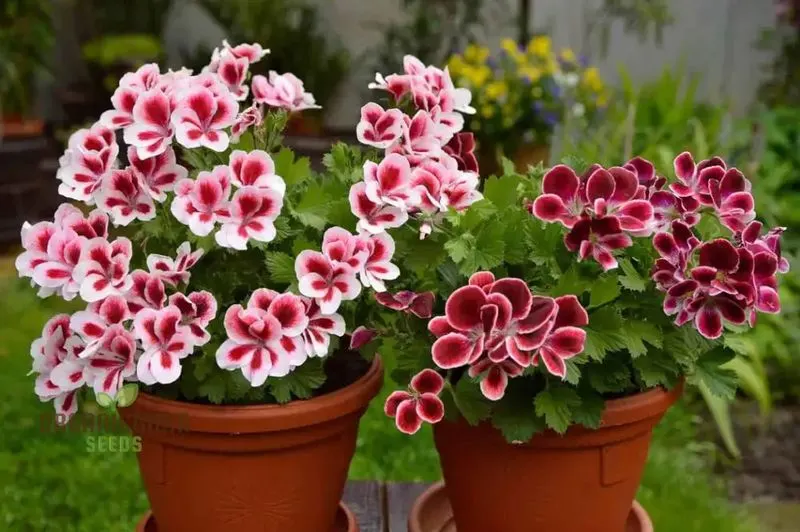 Geranium