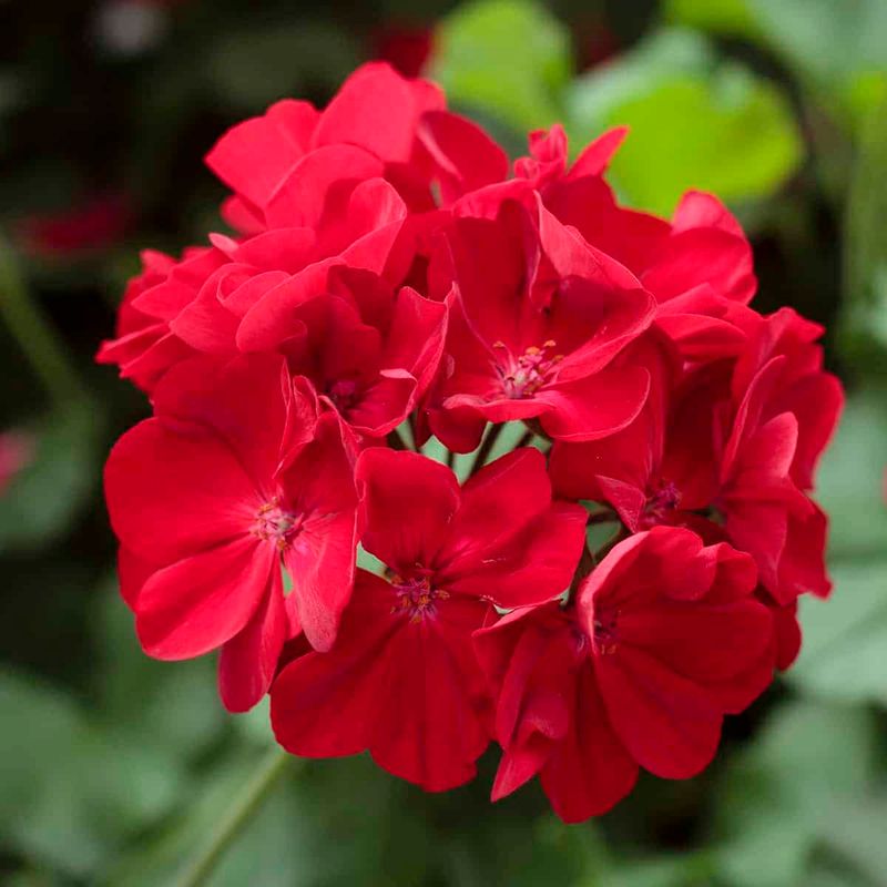 Geranium