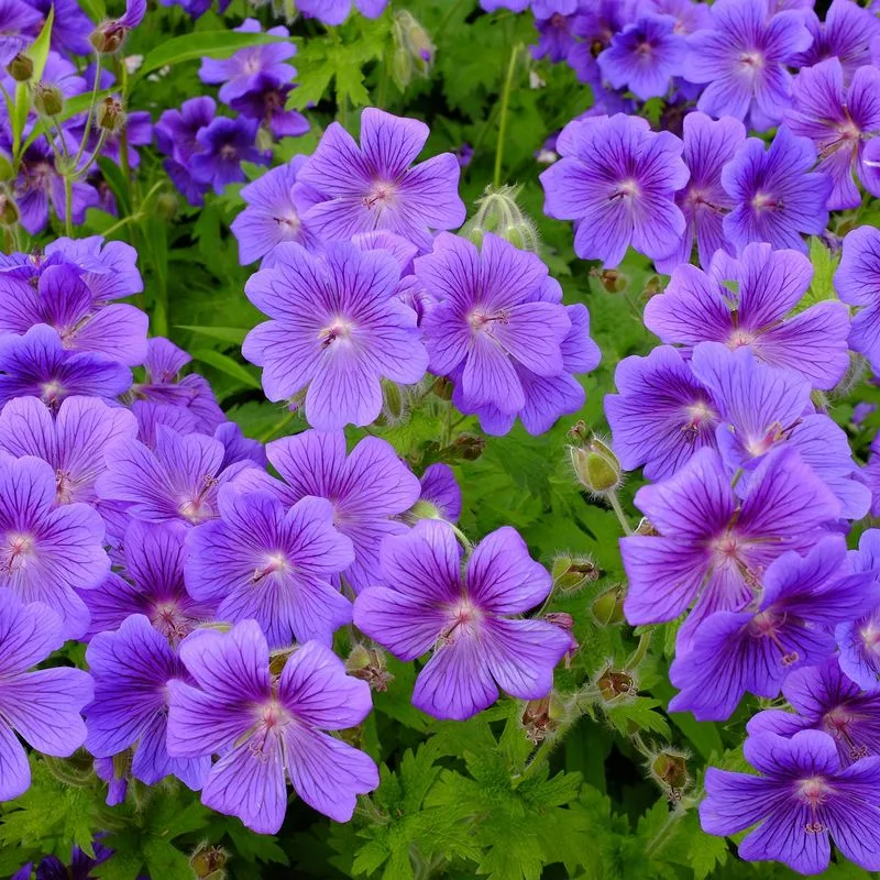 Geranium